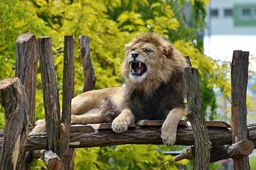 Melhores zoológicos do Brasil: diversão para todas as idades