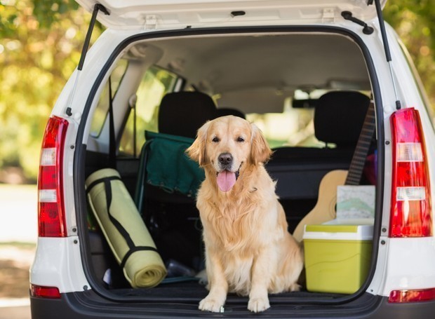 Como organizar viagem com o seu pet? Veja dicas