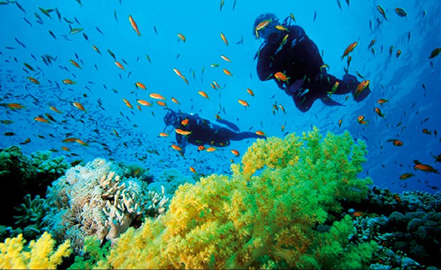 Prática de mergulho: os melhores lugares do Brasil