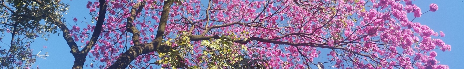 Alquiler de vacaciones en Rio Bonito de Lumiar