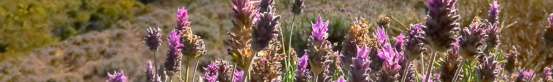 Aluguel de temporada em Cunha