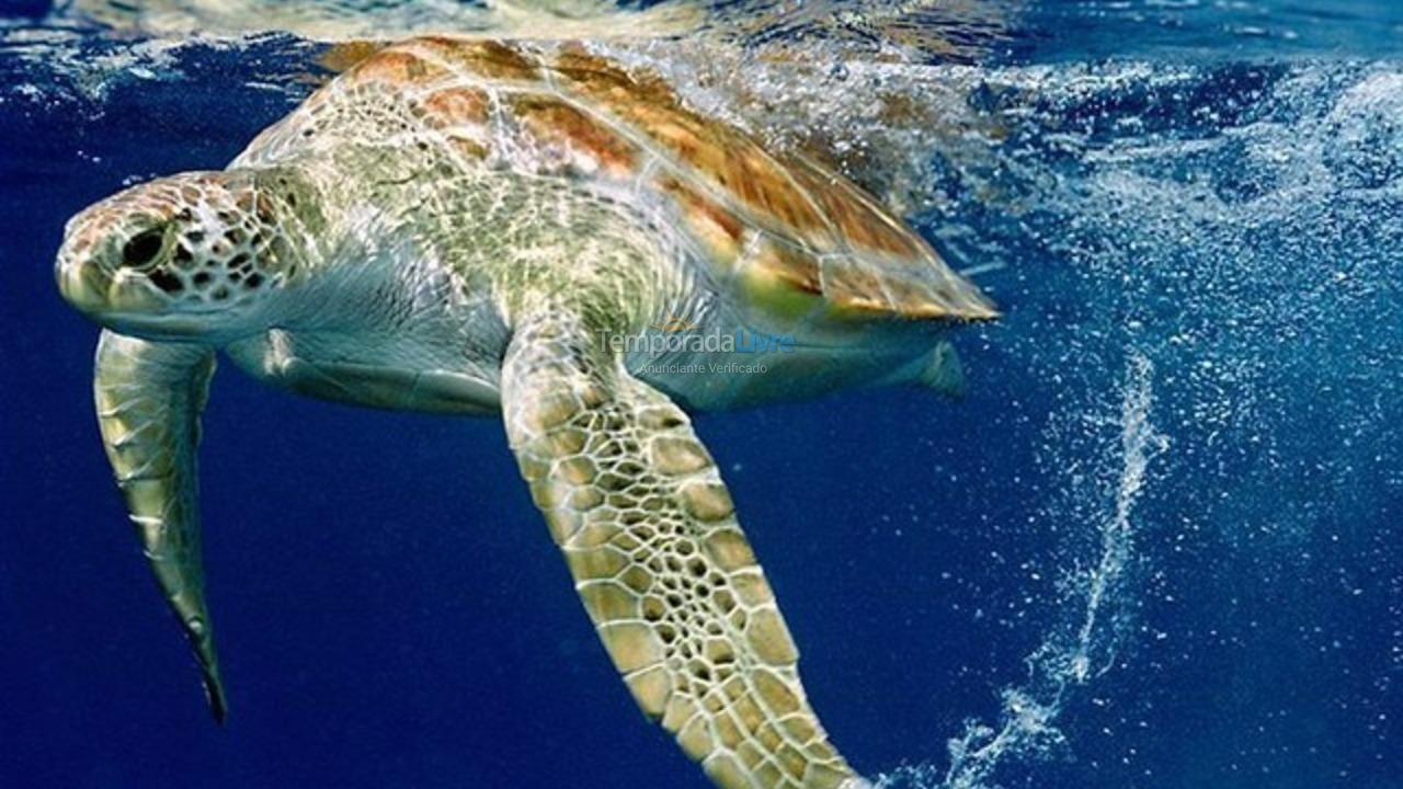 House for vacation rental in Mata de São João (Praia do Forte)