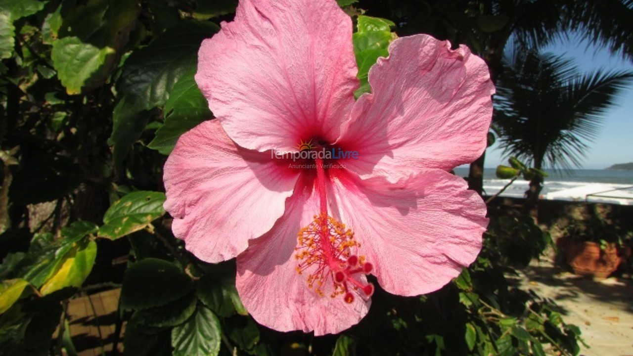 Casa para aluguel de temporada em São Sebastião (Praia da Baleia)