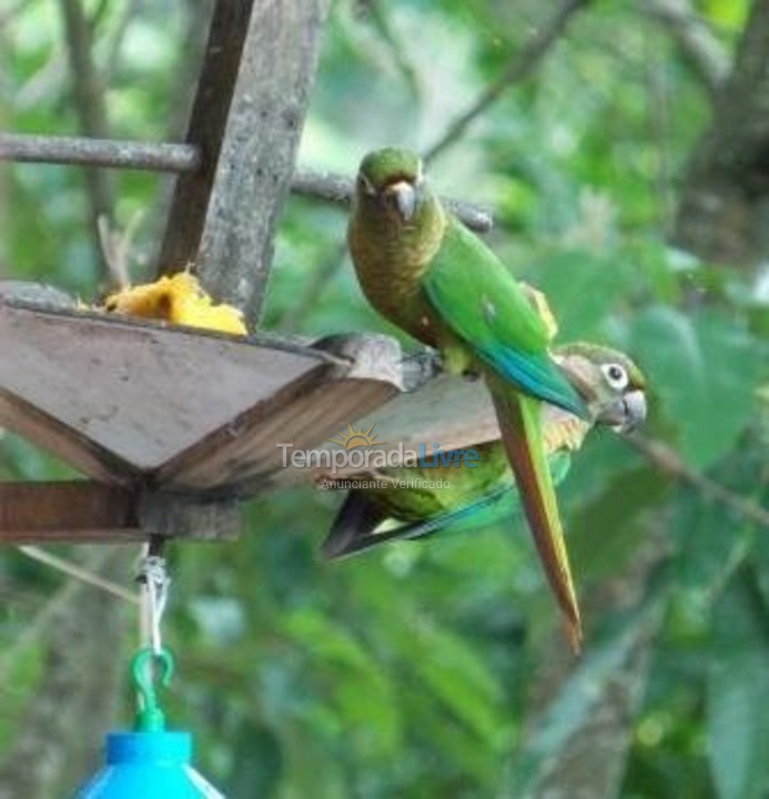 Casa para aluguel de temporada em Ilhabela (Praia da Feiticeira)