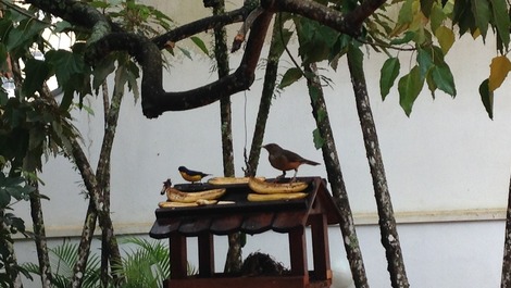 Sabiás e Bem-te-vis ao ar livre