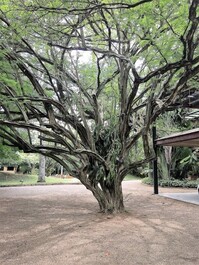 Escénica MANSIÓN - CLAUDIO BERNARDES PROYECTO - JARDINES 8.000 m2
