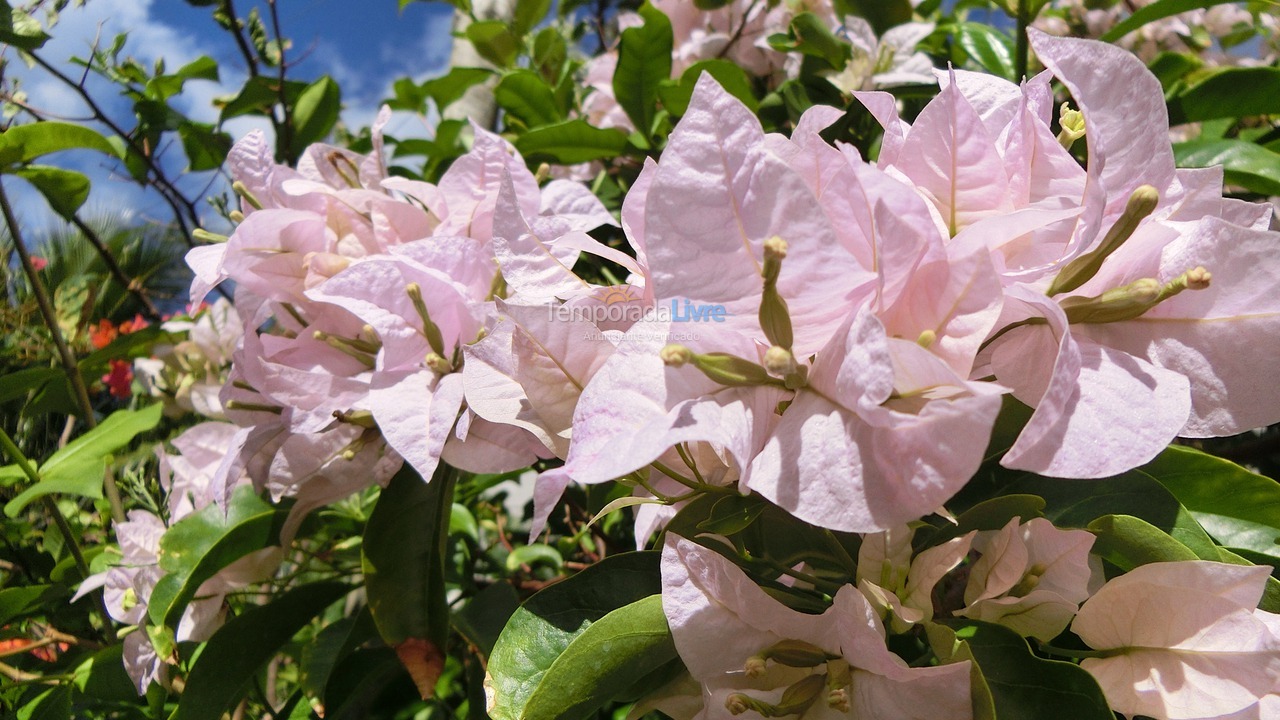 Casa para aluguel de temporada em Cabo Frio (Peró)