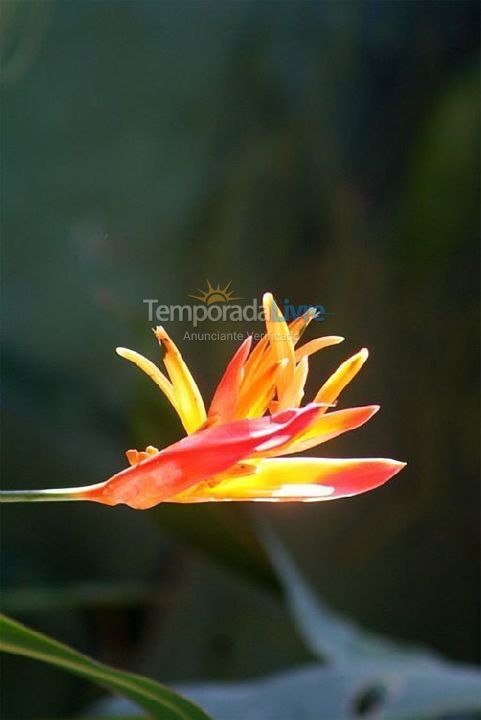 Casa para aluguel de temporada em São Sebastião (Barra do Sahy)