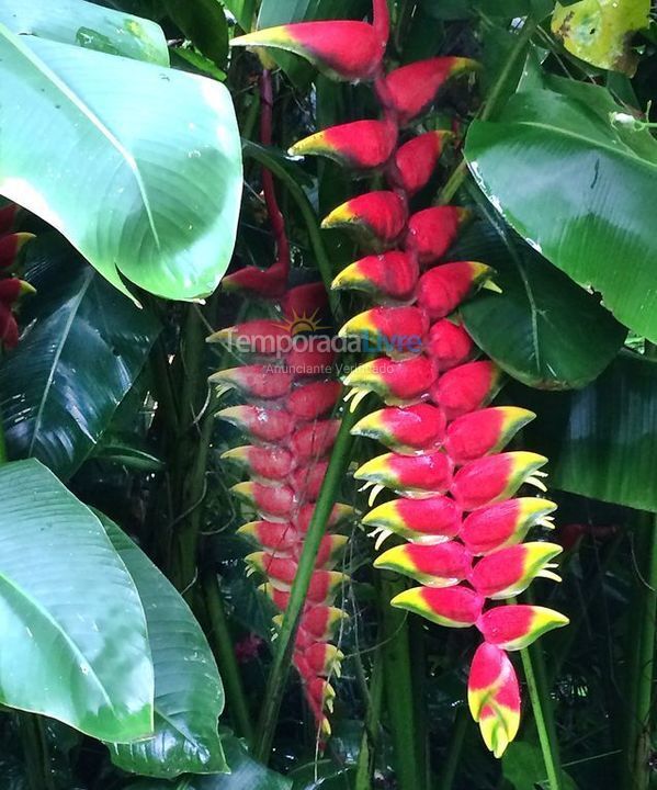 Casa para aluguel de temporada em São Sebastião (Barra do Sahy)