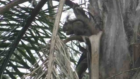 Natal e Reveion já alugados - Sítio em Atibaia