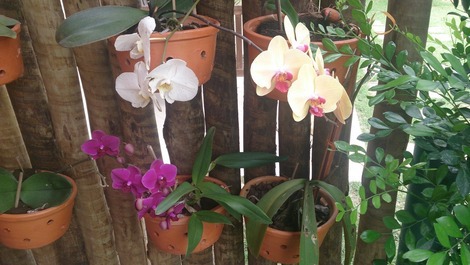 Lindo orquidário