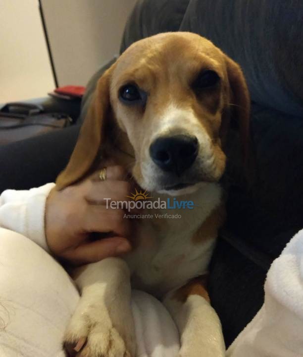 Apartment for vacation rental in São Francisco do Sul (Enseada)