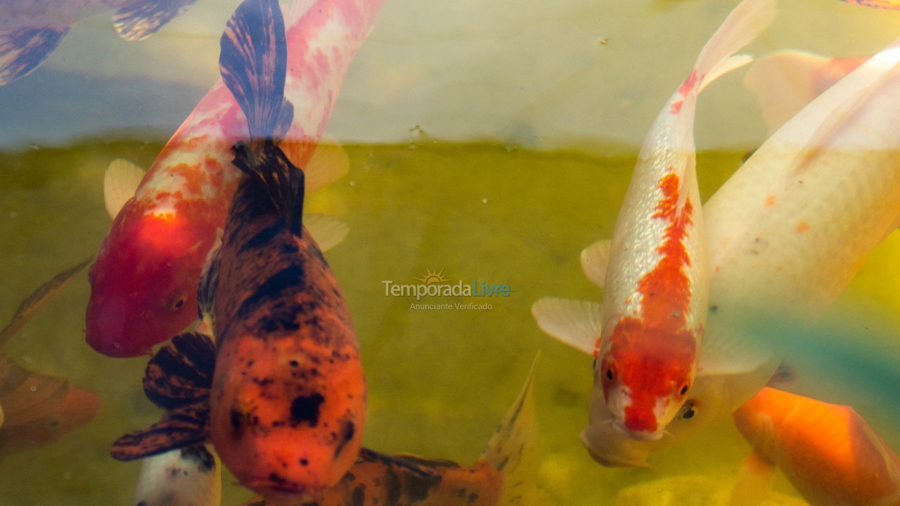Casa para aluguel de temporada em Penha (Centro)