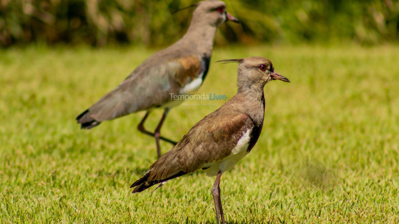 Casa para aluguel de temporada em Penha (Centro)