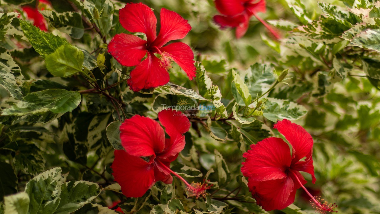 Casa para aluguel de temporada em Penha (Centro)