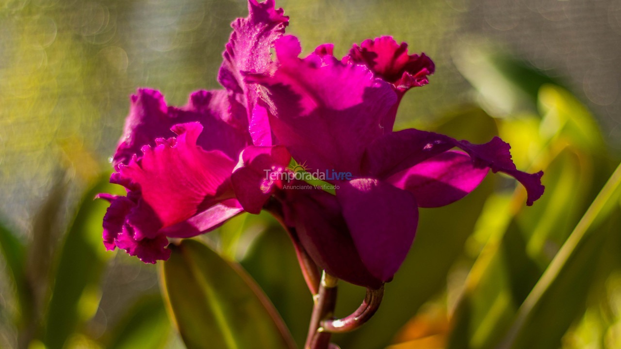 Casa para aluguel de temporada em Penha (Centro)