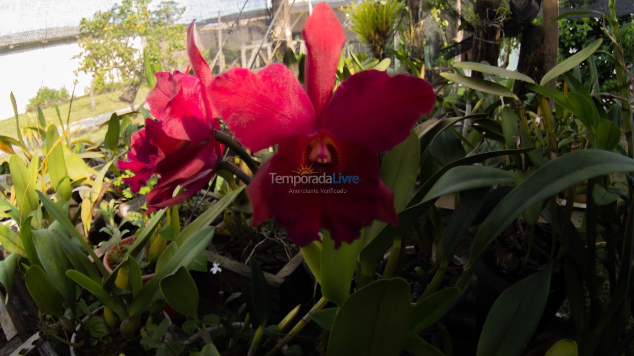 Casa para aluguel de temporada em Penha (Centro)