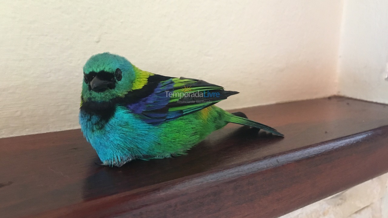 Casa para aluguel de temporada em Ilhabela (Praia da Feiticeira)