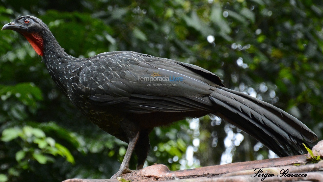 Chácara / sítio para aluguel de temporada em Iporanga (Petar Parque Turístico Alto do Ribeira)