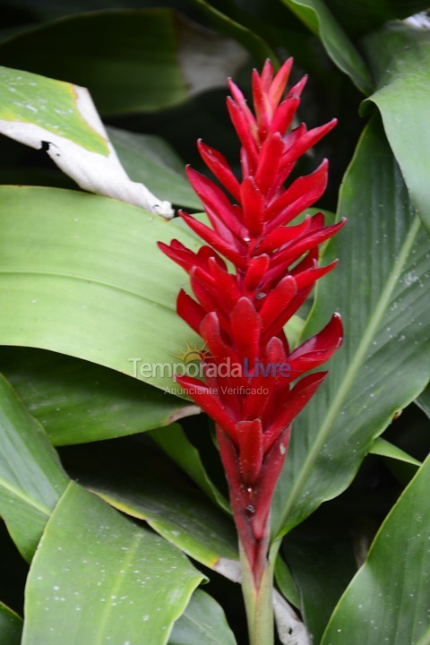 Chácara / sítio para aluguel de temporada em Iporanga (Petar Parque Turístico Alto do Ribeira)