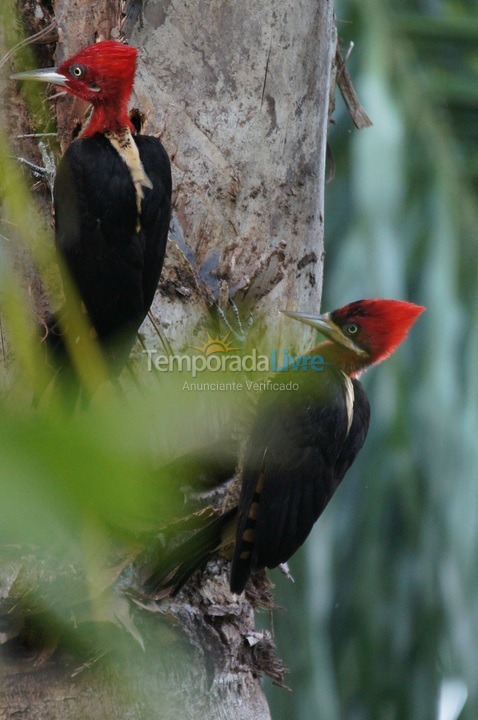 Casa para alquiler de vacaciones em Ilhabela (Sul da Ilha)