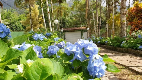 Jardim com hortênsia, na época de mês 11 a 01.