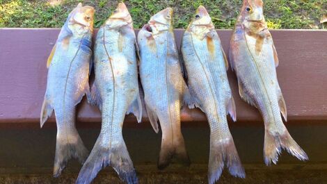 SEA FRONT - JUREIA BEACH ATLANTIC FOREST ECOLOGICAL RESERVE
