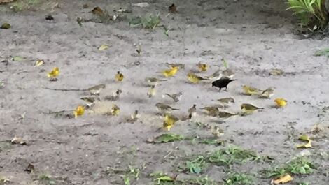 SEA FRONT - JUREIA BEACH ATLANTIC FOREST ECOLOGICAL RESERVE