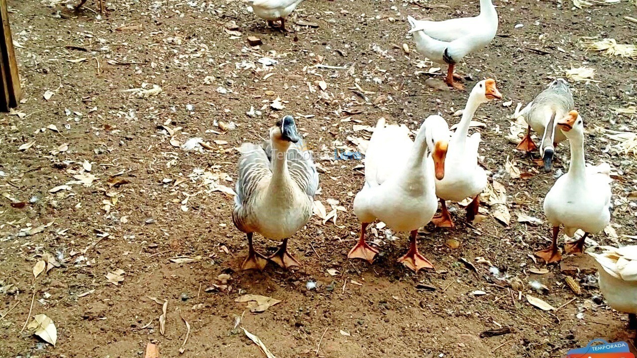 Casa para alquiler de vacaciones em Olímpia (Thermas Dos Laranjais)