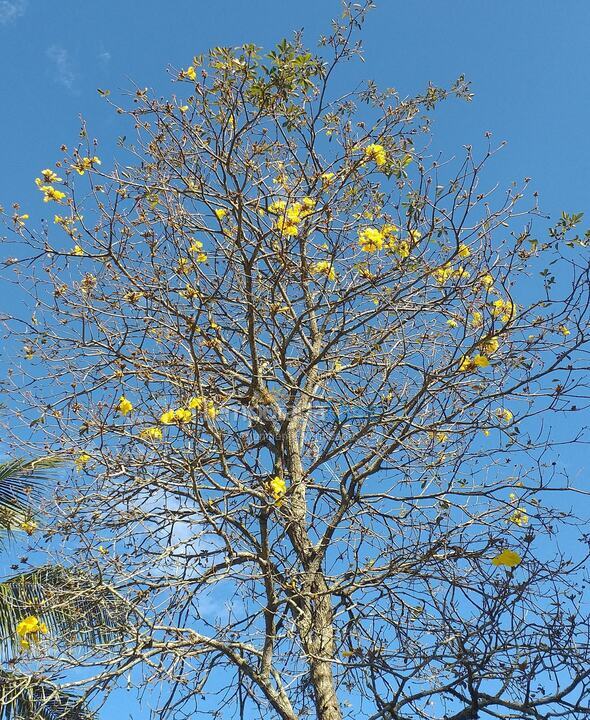 Casa para aluguel de temporada em São Sebastião (Maresias)