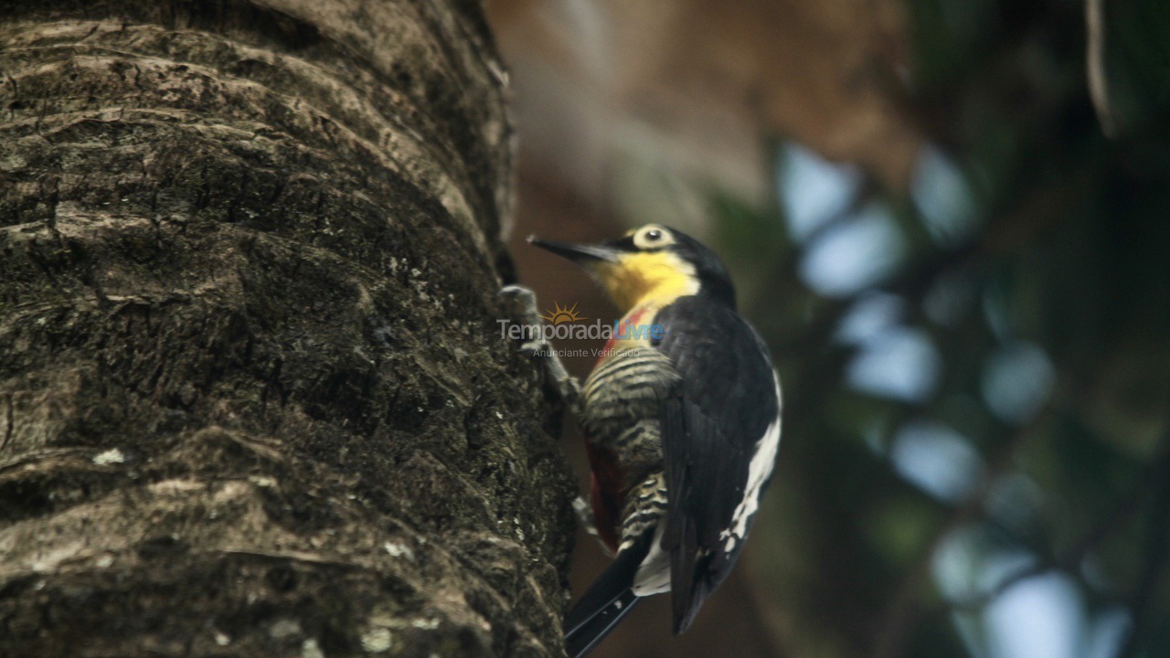 Casa para aluguel de temporada em São Sebastião (Maresias)