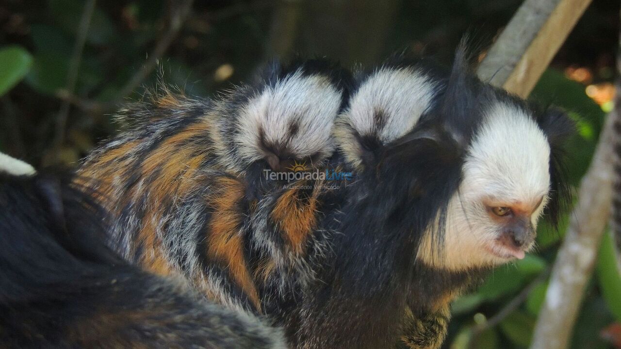 Casa para alquiler de vacaciones em Arraial D'Ajuda (Estrada da Balsa Quintas de Arraial D Ajuda)