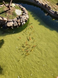 Aluguel sitio 15 pessoas R$ 2.000,00