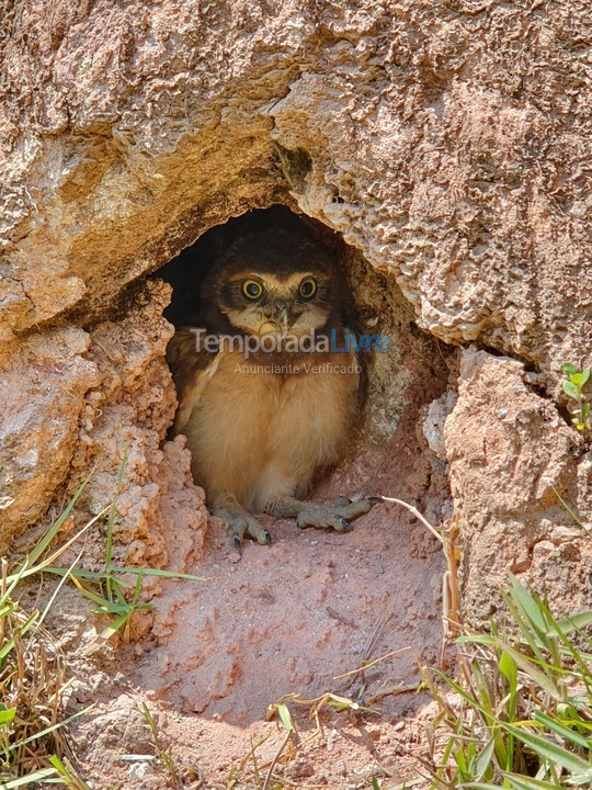 Chácara / sítio para aluguel de temporada em Mairiporã (Terra Preta)
