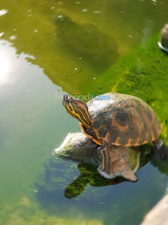 Chácara / sítio para aluguel de temporada em Mairiporã (Terra Preta)