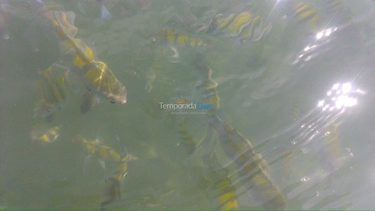 House for vacation rental in Ubatuba (Maranduba)