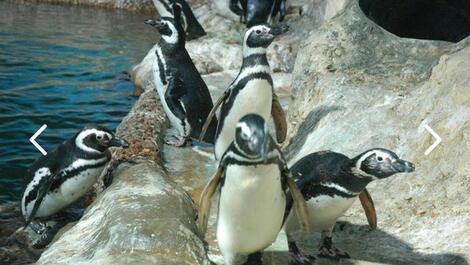 Acogedor apartamento en Ponta da Praia, a una cuadra de la playa