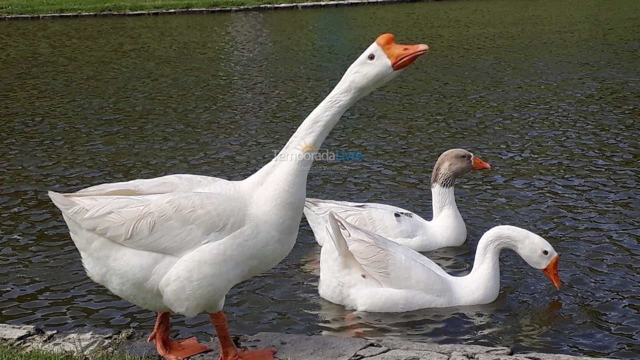 Casa para aluguel de temporada em Armação dos Búzios (Praia de Manguinhos)