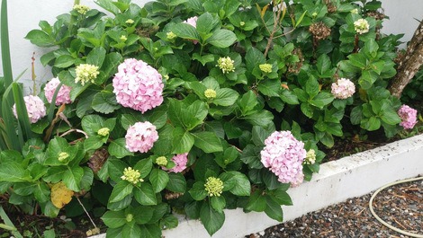 Canteiro de Hortênsia 