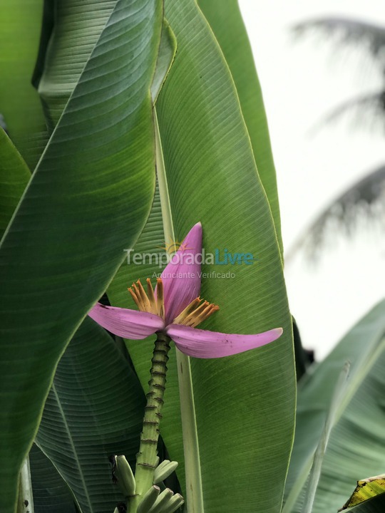 Casa para aluguel de temporada em Ilhabela (água Branca)