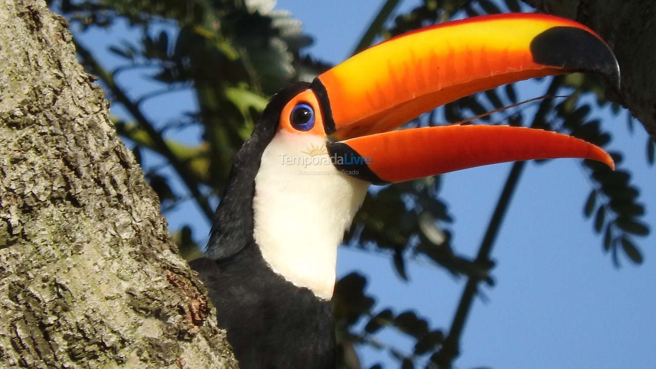 Granja para alquiler de vacaciones em Cesário Lange (Bairro Aleluia)