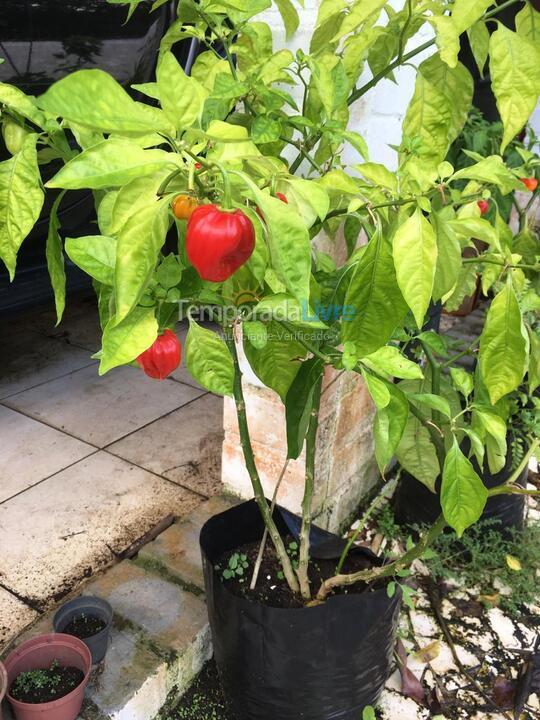 Casa para aluguel de temporada em São Sebastião (Boiçucanga)