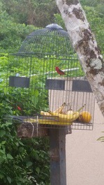Farm on the PERUIBE coast
