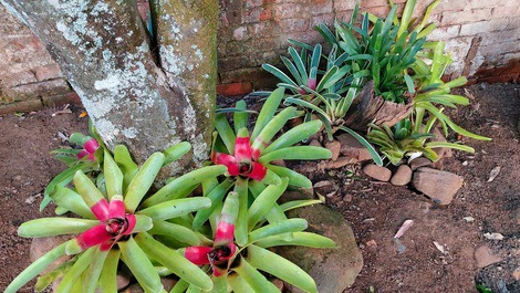 O cuidado com as plantas e a natureza é nosso maior prazer!