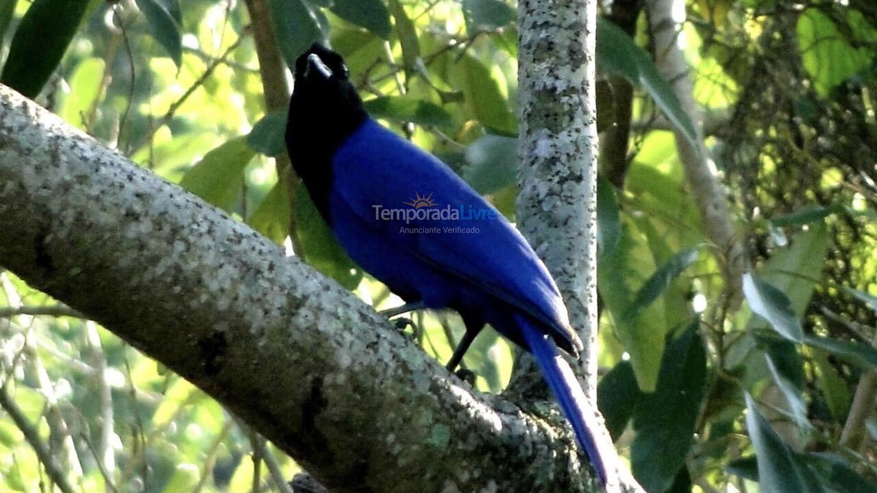 Casa para aluguel de temporada em Florianópolis (Rio Tavares)