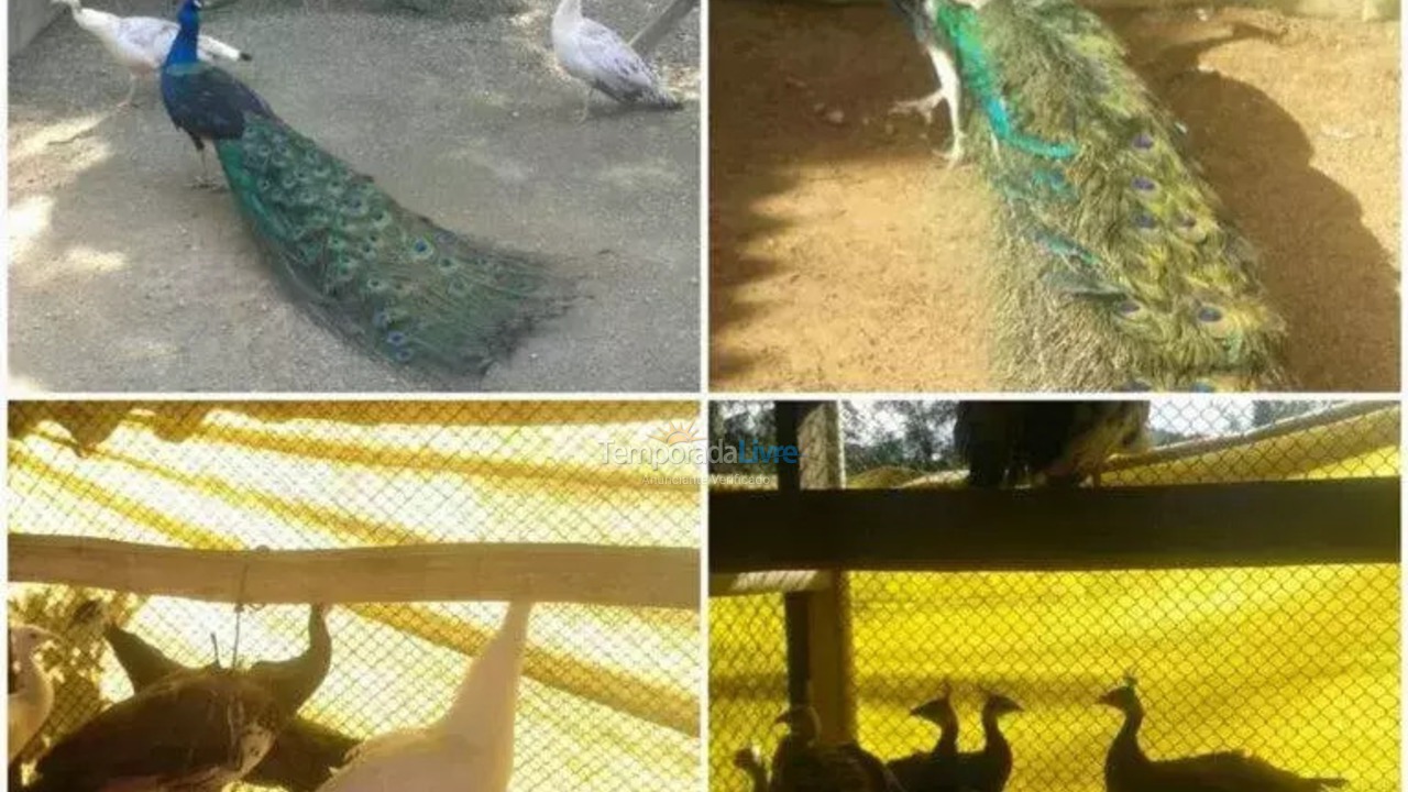 Chácara / sítio para aluguel de temporada em São Roque (São João Novo)