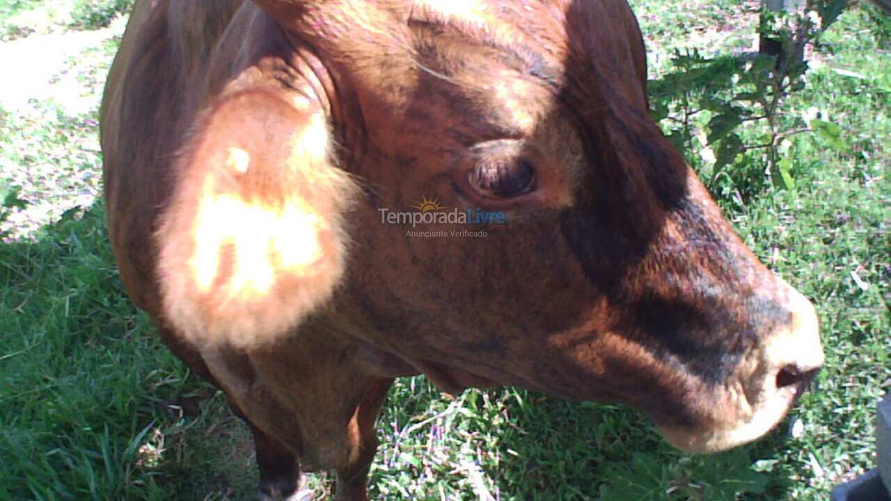 Chácara / sítio para aluguel de temporada em Bragança Paulista (Boa Vista dos Silvas)