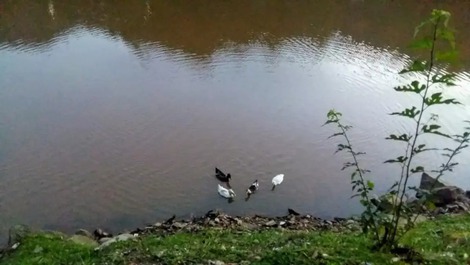 Casa Lago dos Patos