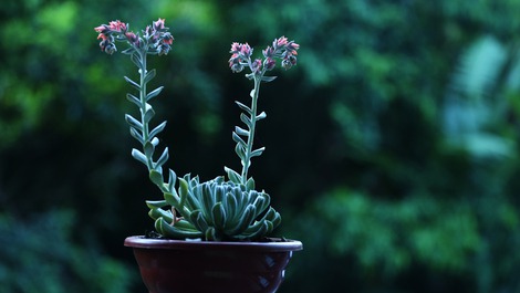 Beach or countryside you can find at Cafofo do Ipê Amarelo