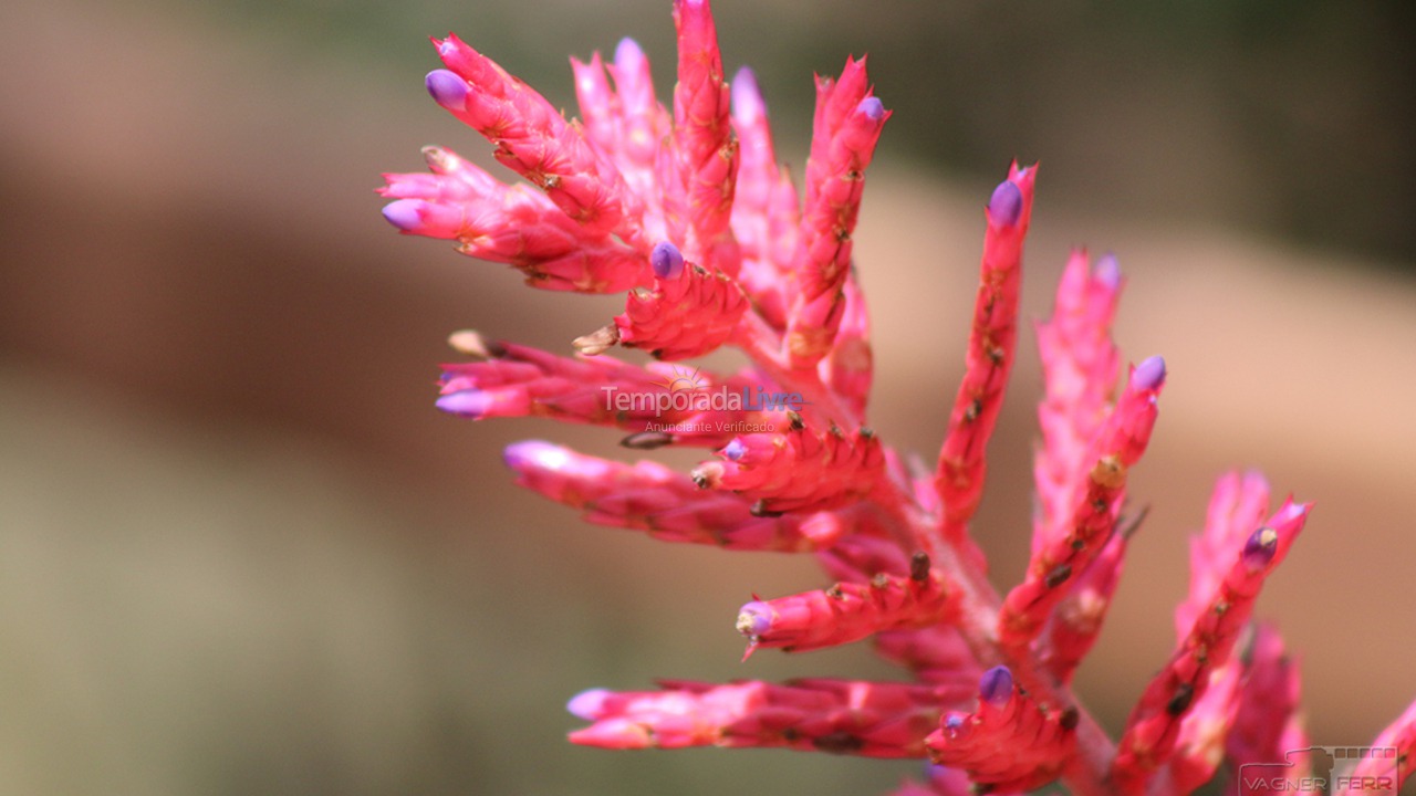 Chácara / sítio para aluguel de temporada em Campinas (Ingatuba)